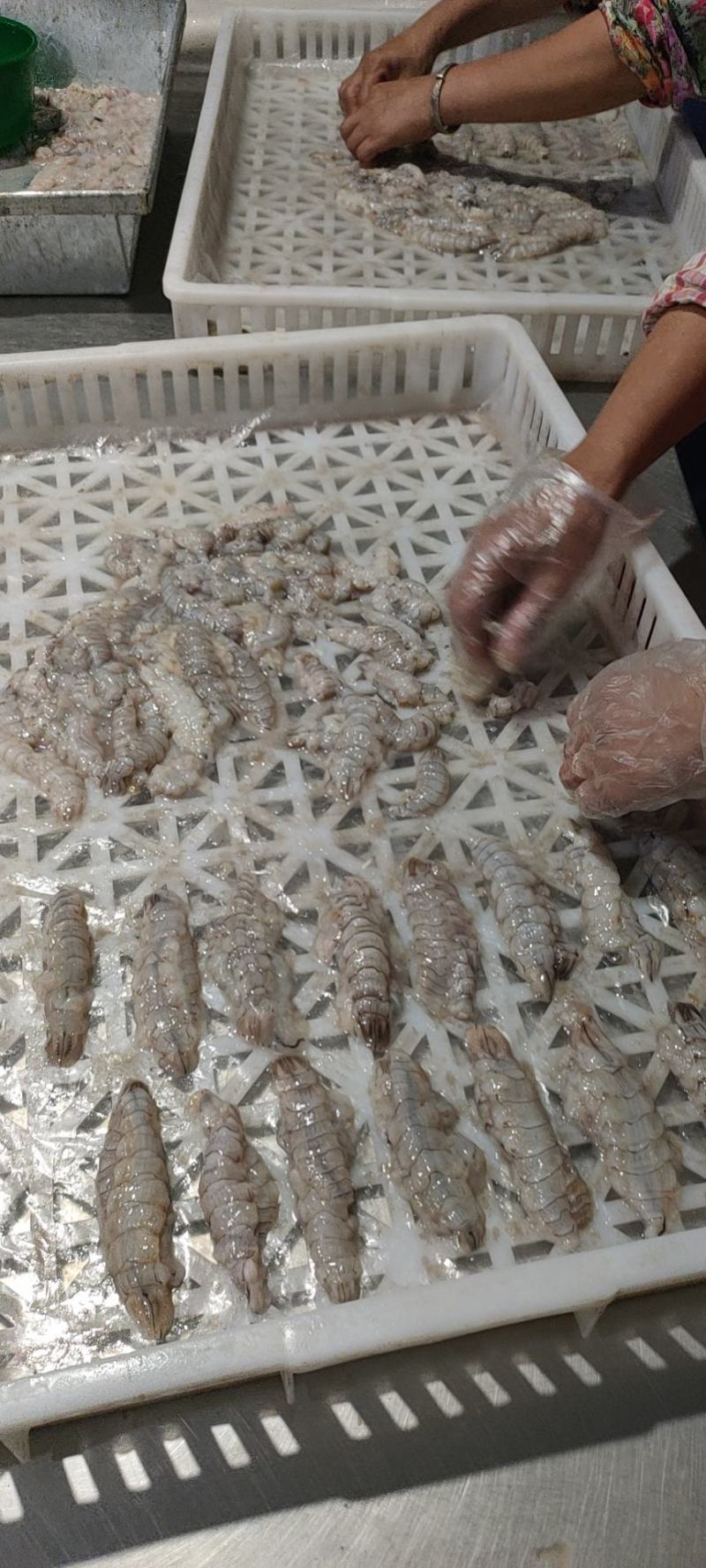 精品原浆皮皮虾