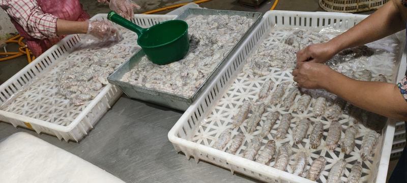 精品原浆皮皮虾