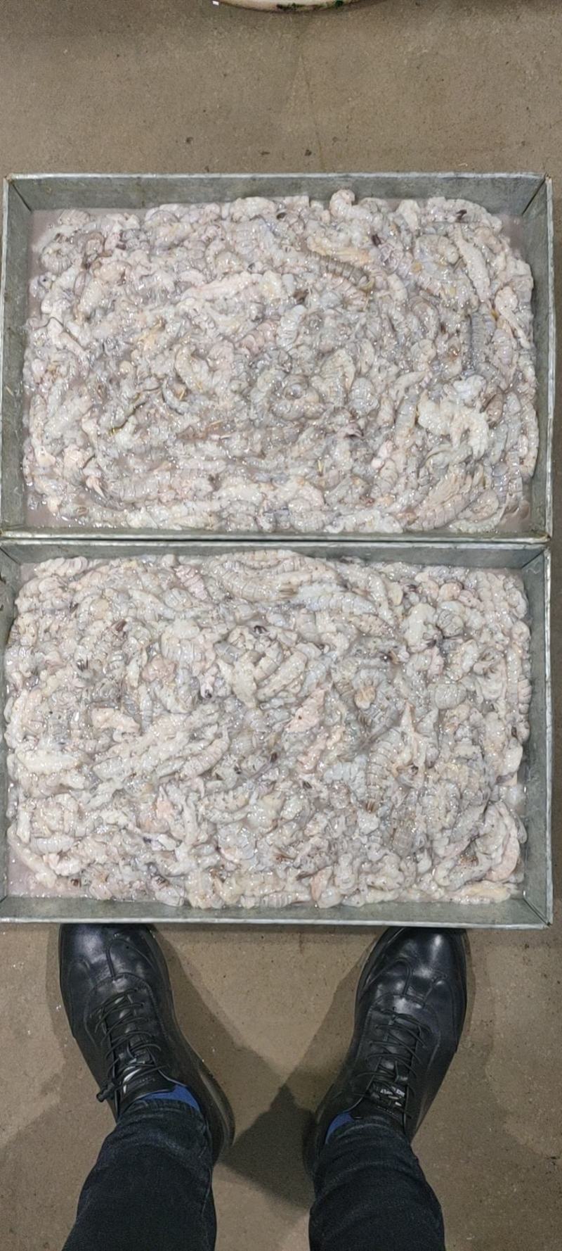 精品原浆皮皮虾