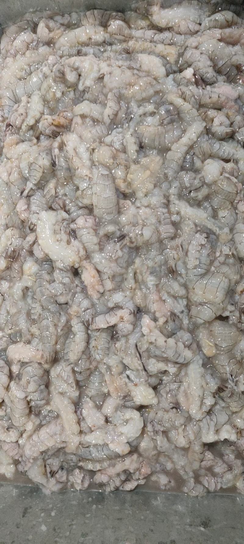 精品原浆皮皮虾