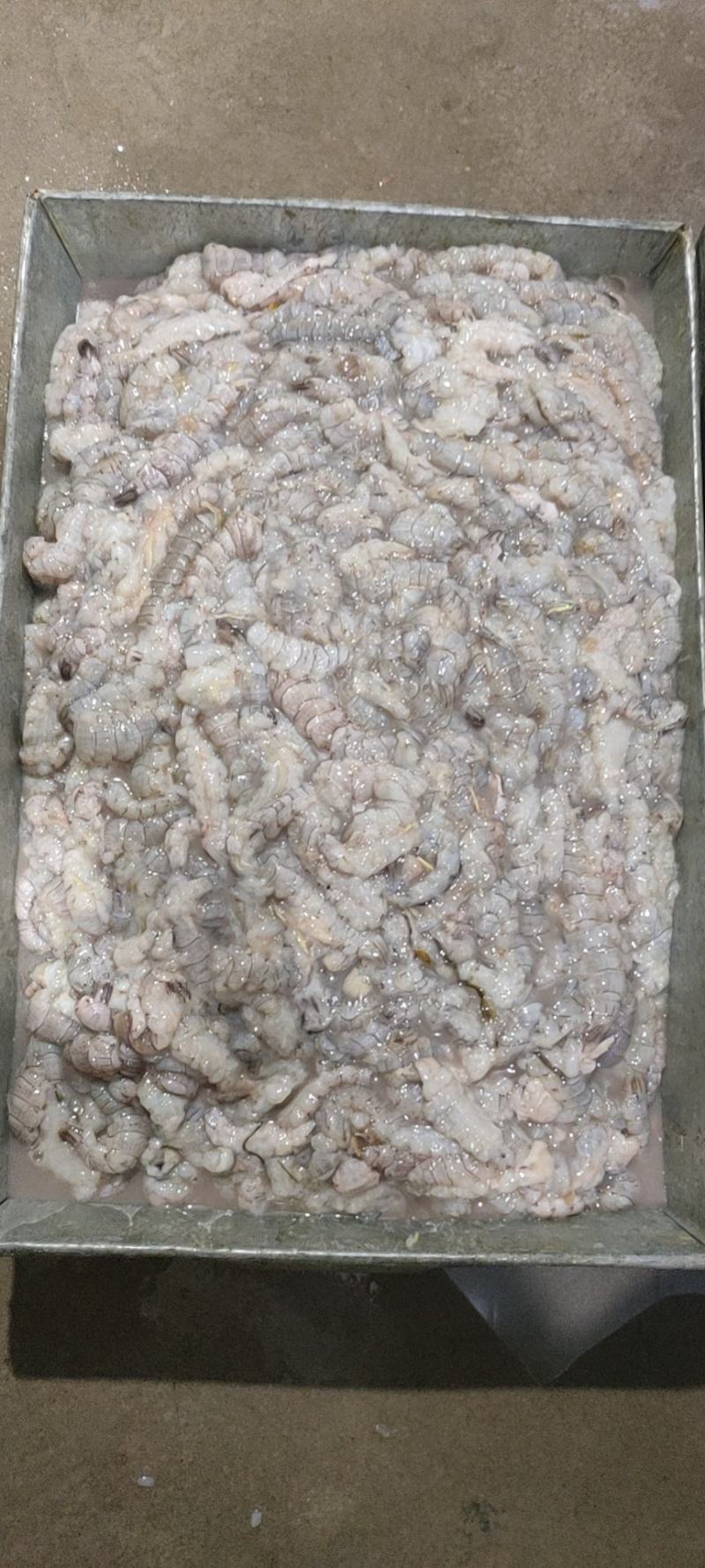 精品原浆皮皮虾