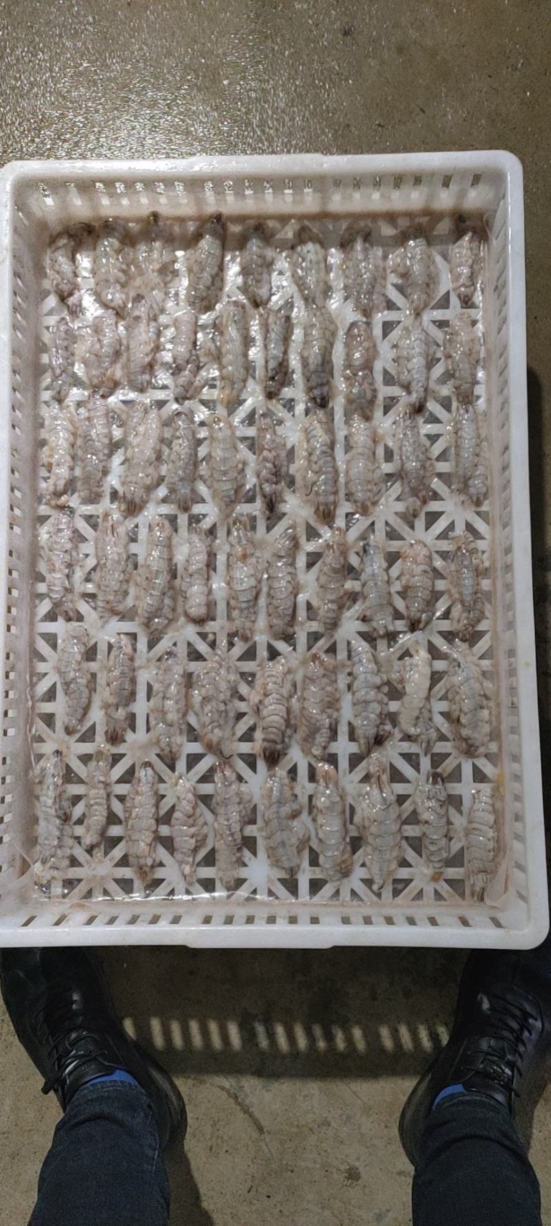 精品原浆皮皮虾