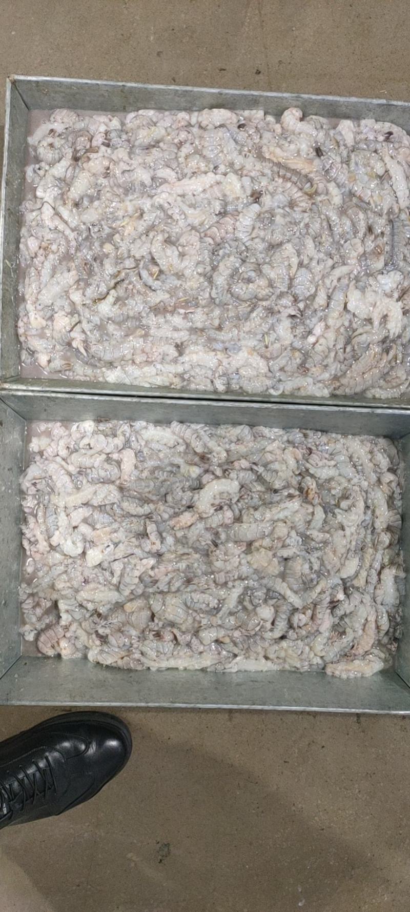 精品原浆皮皮虾