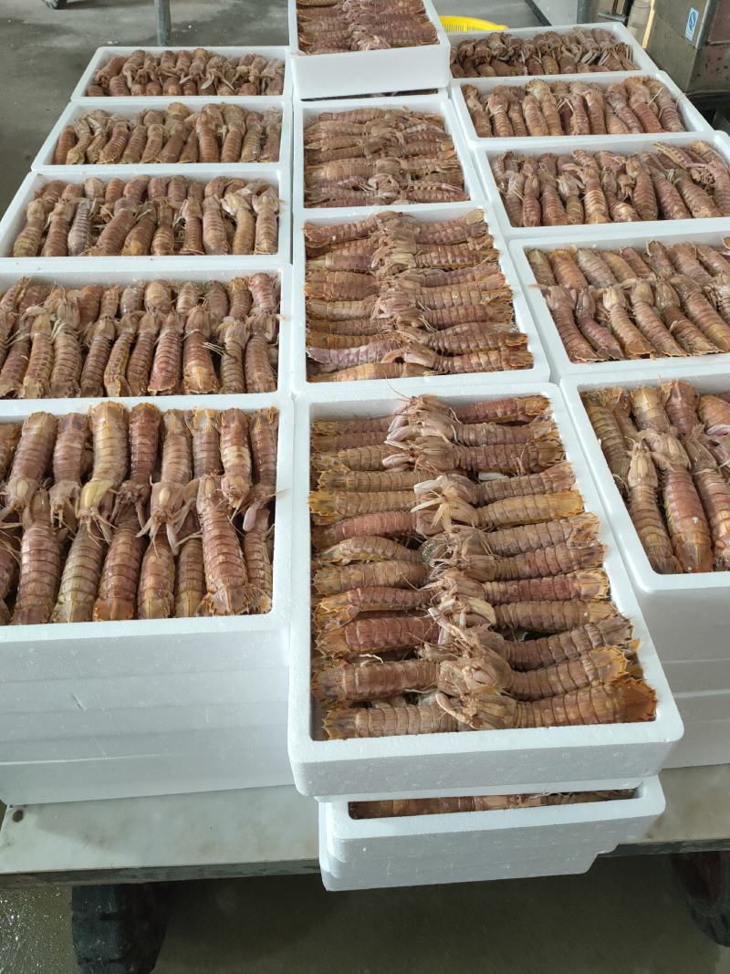 礼盒装熟冻皮皮虾