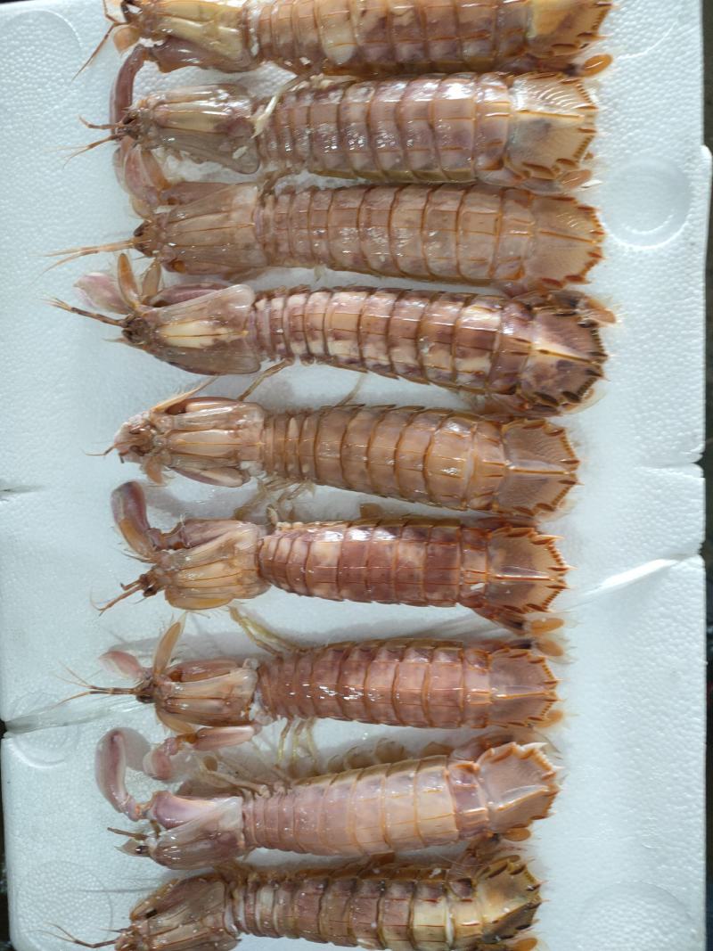 礼盒装熟冻皮皮虾