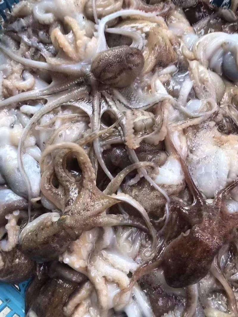 鲜冻小八爪小迷你通货一口章20%冰衣
