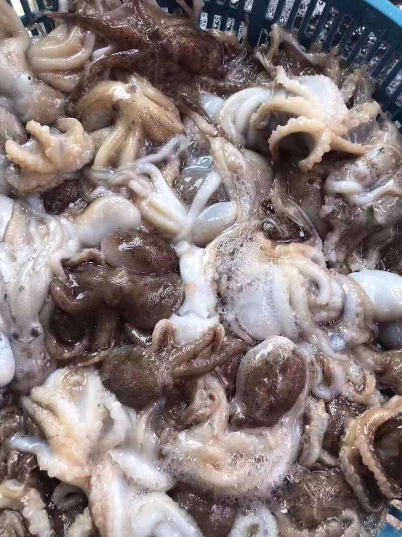 鲜冻小八爪小迷你通货一口章20%冰衣