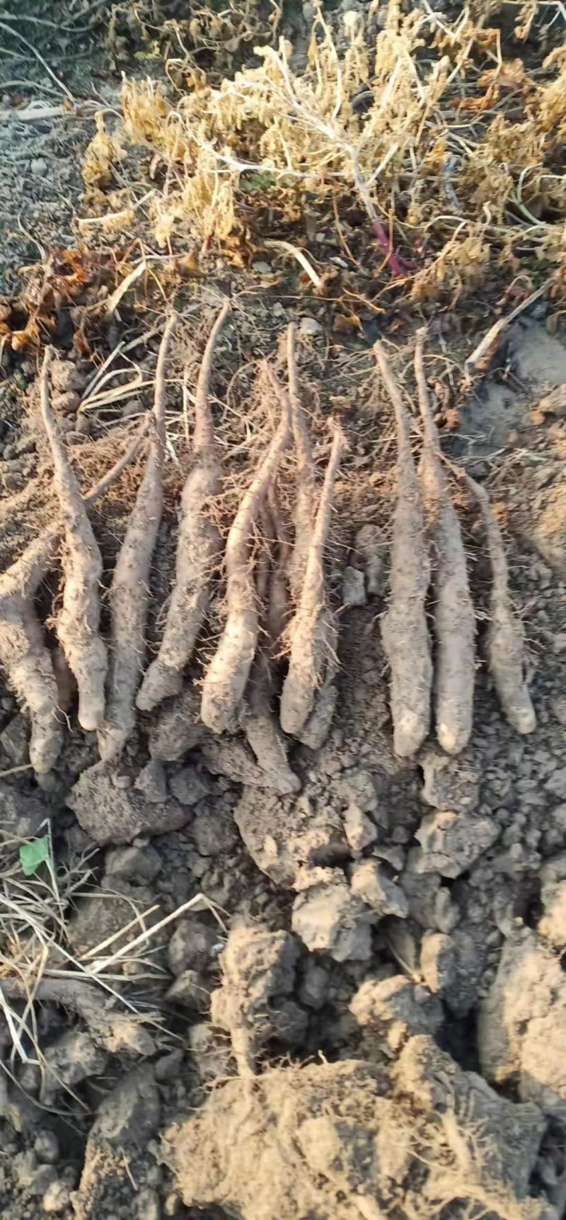 山东滨州新茬地无菌白玉山药苗量大从优欢迎选购