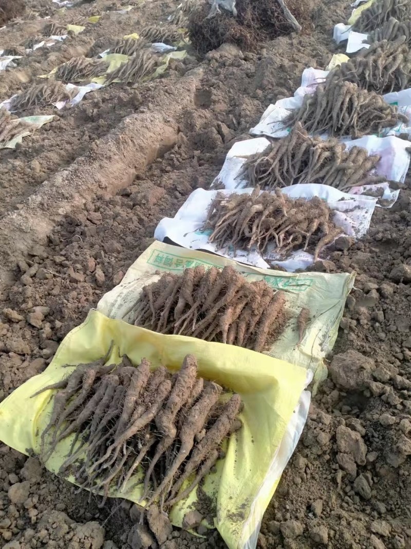 山东滨州新茬地无菌白玉山药苗量大从优欢迎选购