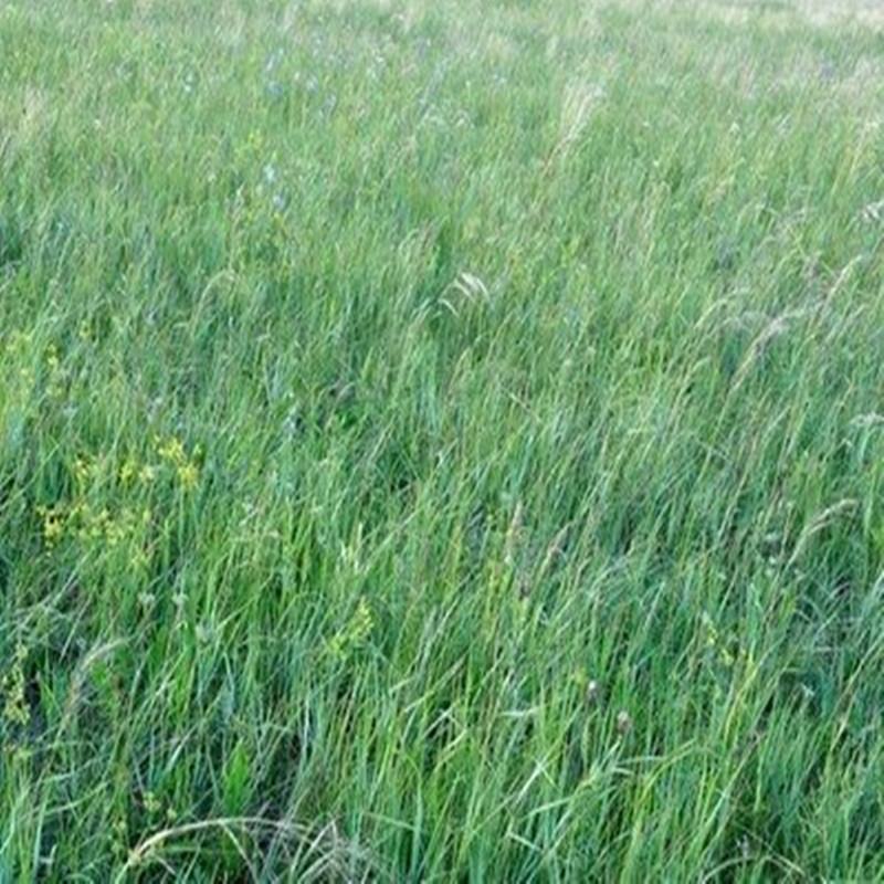 披碱草种子抗风沙耐寒耐旱耐盐碱护坡固土绿化多年生四季牧草