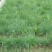 披碱草种子抗风沙耐寒耐旱耐盐碱护坡固土绿化多年生四季牧草