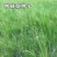 披碱草种子抗风沙耐寒耐旱耐盐碱护坡固土绿化多年生四季牧草