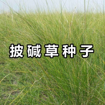 披碱草种子抗风沙耐寒耐旱耐盐碱护坡固土绿化多年生四季牧草