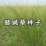 披碱草种子抗风沙耐寒耐旱耐盐碱护坡固土绿化多年生四季牧草