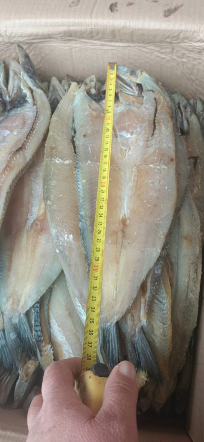 香梭片，腌制咸鱼，单条7两左右，鱼肉质新鲜，没有小碎刺。