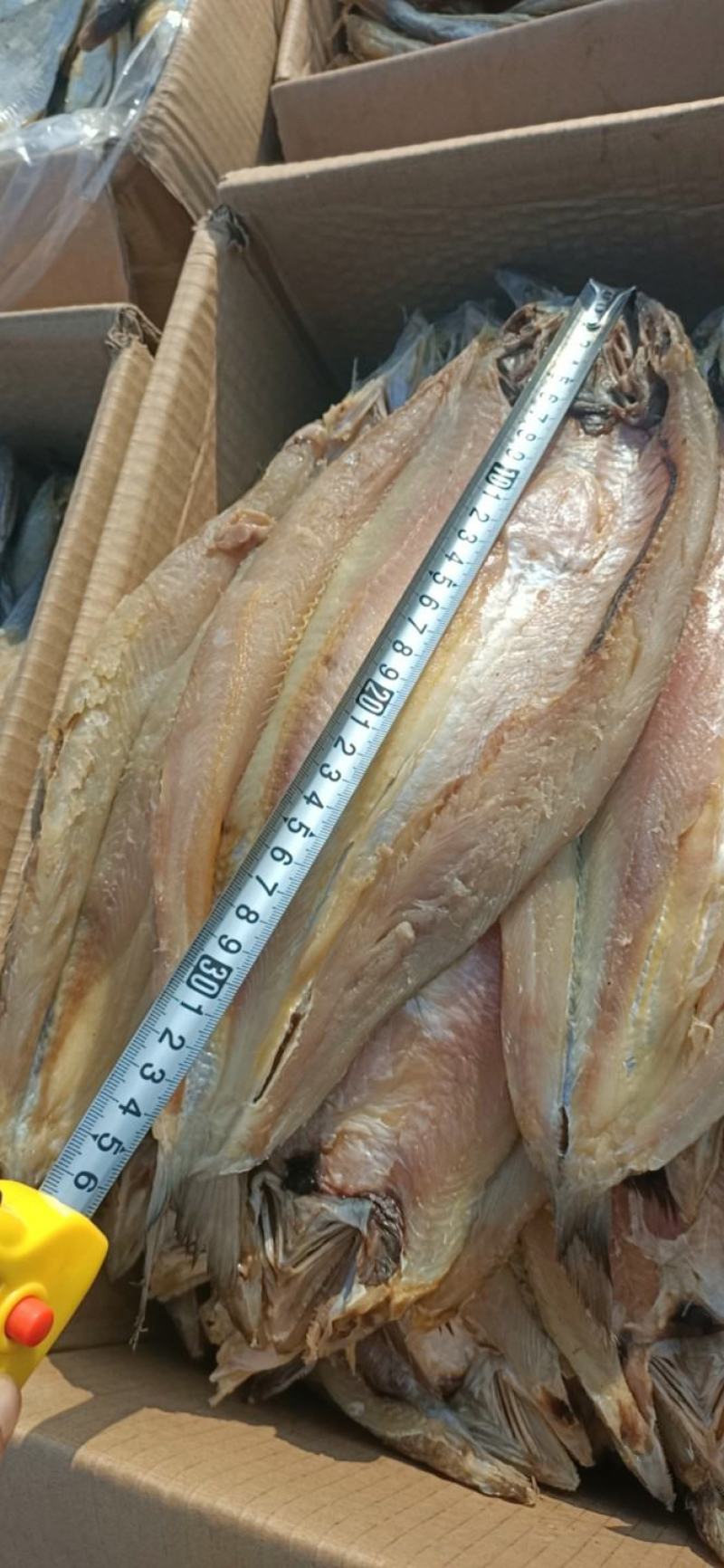 香梭片，腌制咸鱼，单条7两左右，鱼肉质新鲜，没有小碎刺。