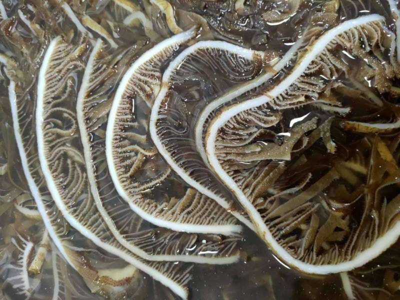 毛肚白个子16.5元一斤，整个子，支持样品