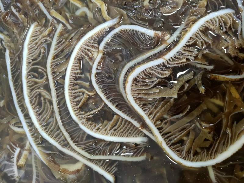 毛肚白个子16.5元一斤，整个子，支持样品