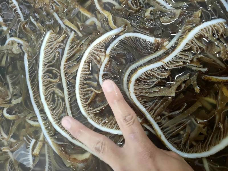 毛肚白个子16.5元一斤，整个子，支持样品
