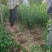 卫矛球50公分/60公分卫矛毛球基地批发四季常青绿篱苗
