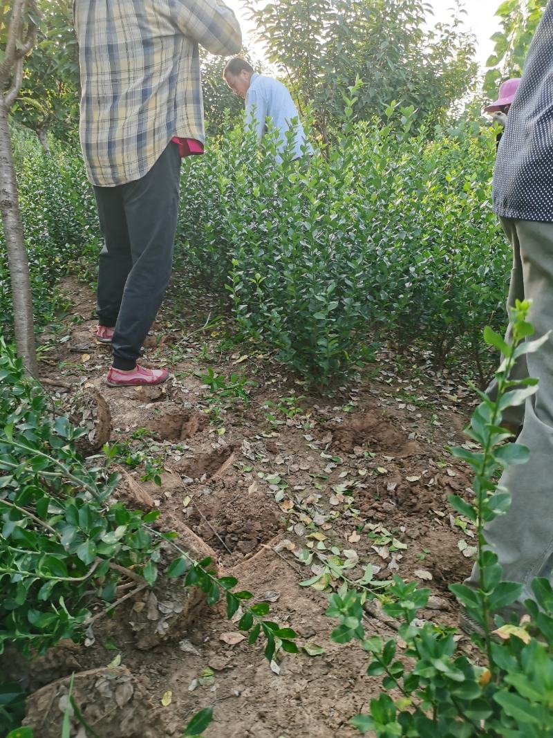 卫矛球50公分/60公分卫矛毛球基地批发四季常青绿篱苗