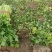 河南夏邑县皇妃黄皇后西芹大量上市产地直供价格公道