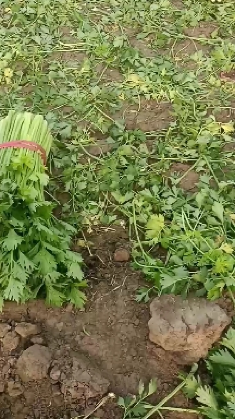 河南夏邑县皇妃黄皇后西芹大量上市产地直供价格公道