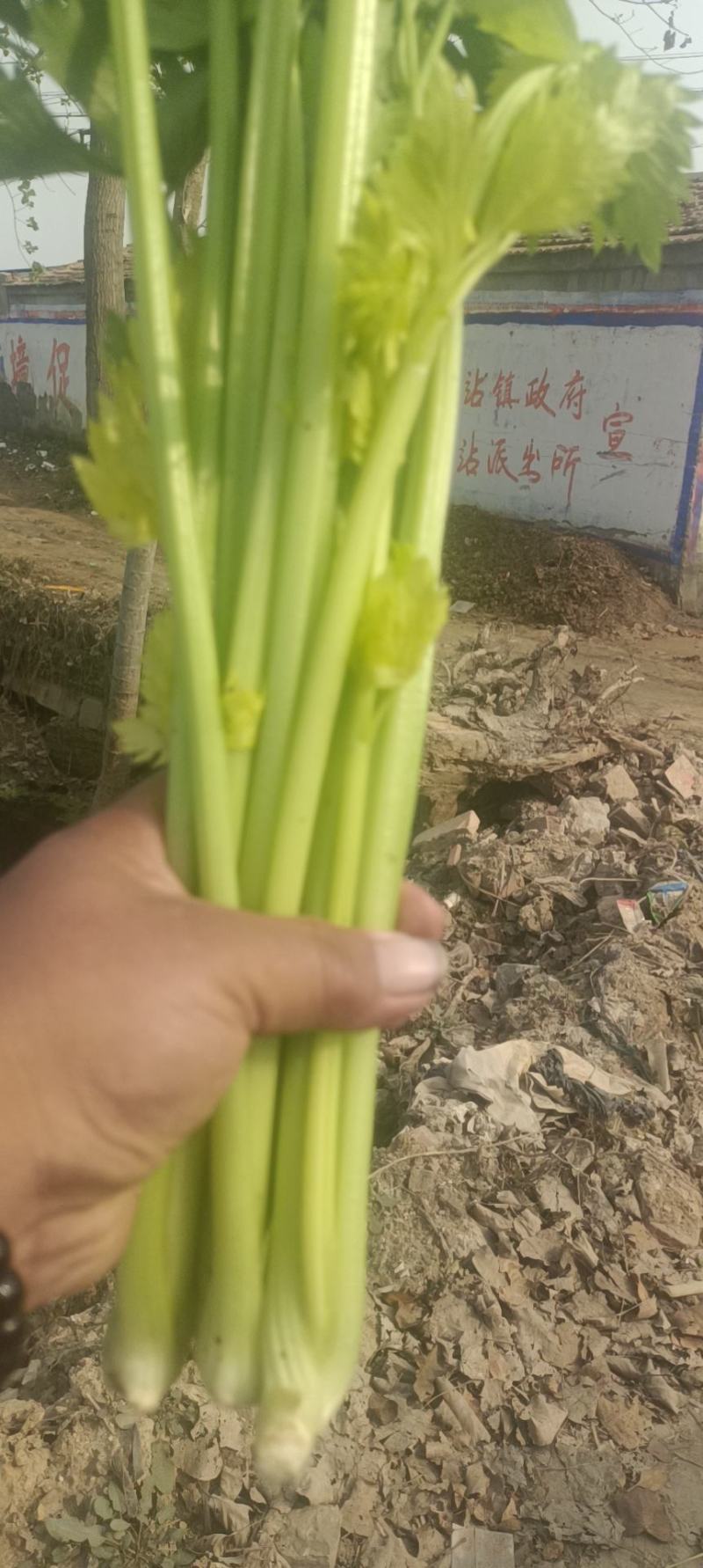 河南夏邑县皇妃黄皇后西芹大量上市产地直供价格公道
