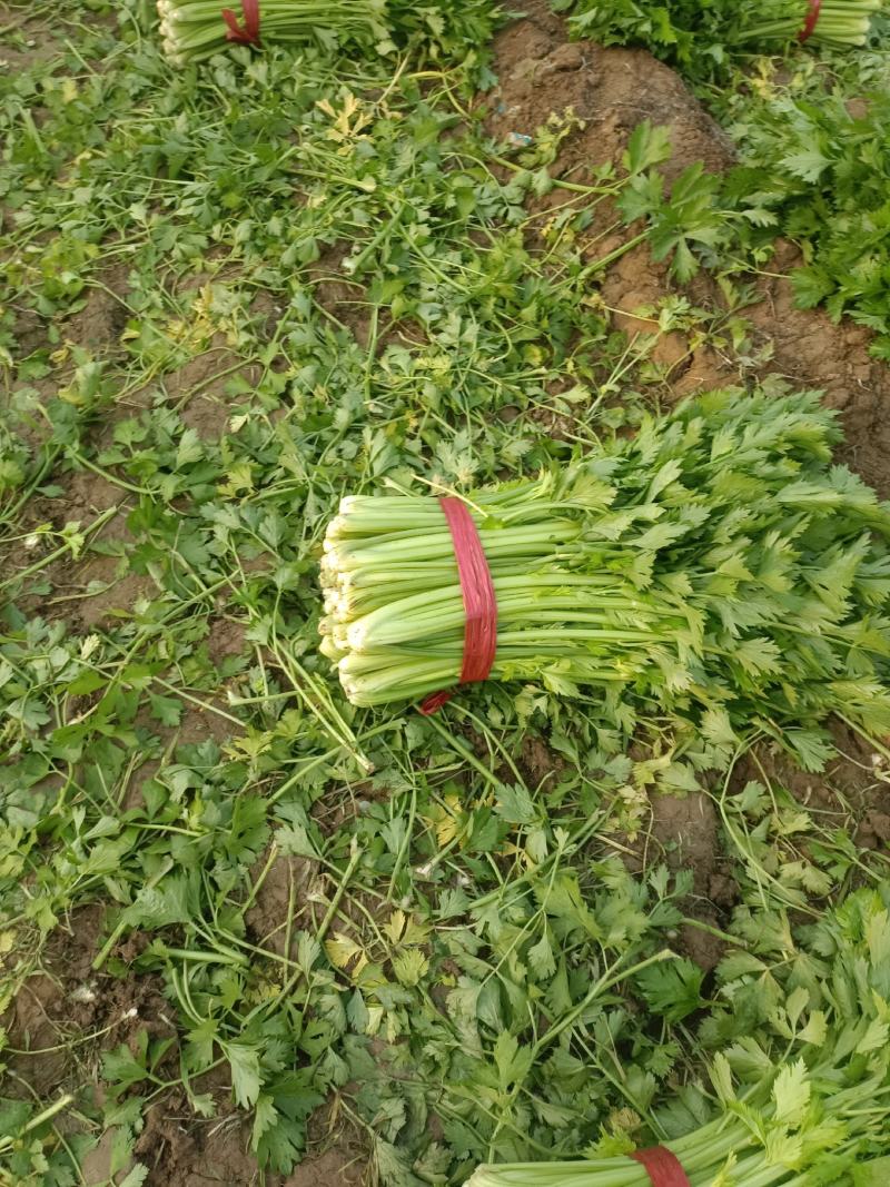河南夏邑县皇妃黄皇后西芹大量上市产地直供价格公道