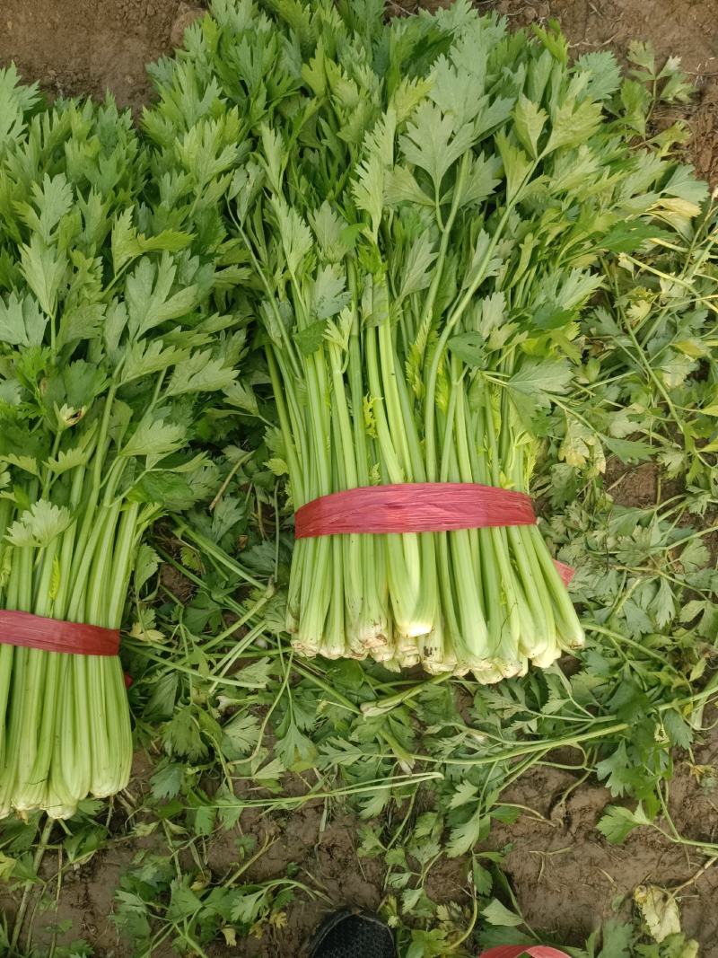 河南夏邑县皇妃黄皇后西芹大量上市产地直供价格公道