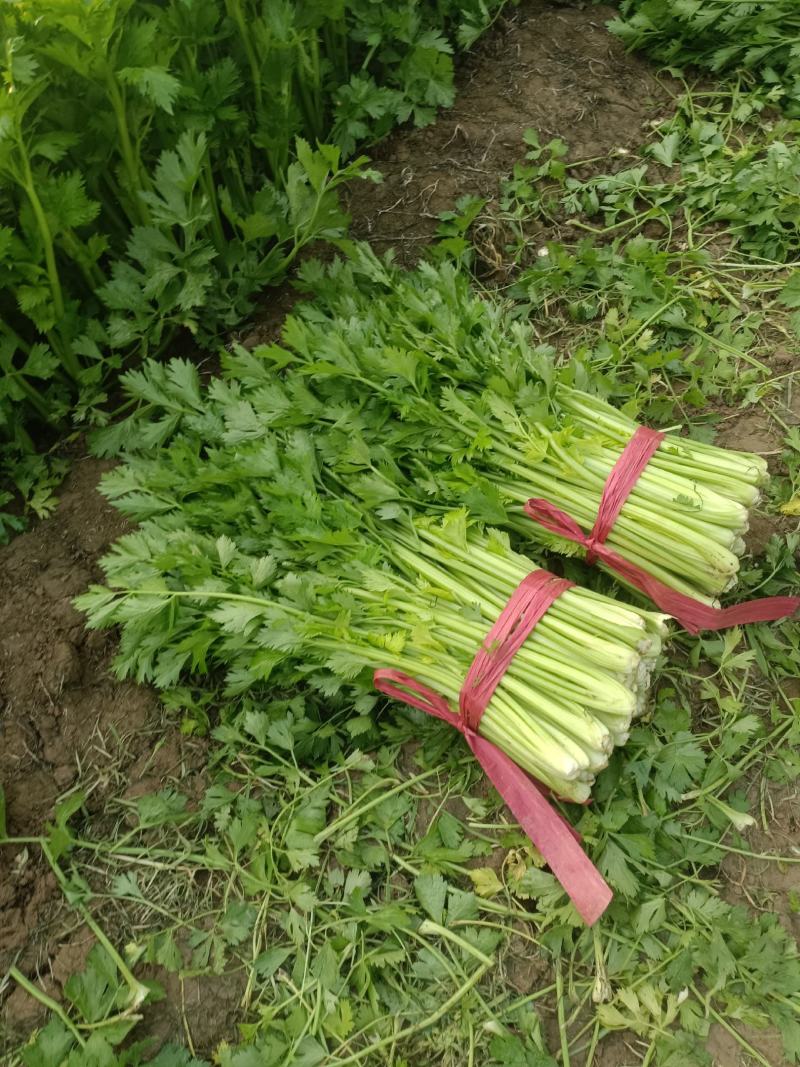 河南夏邑县皇妃黄皇后西芹大量上市产地直供价格公道