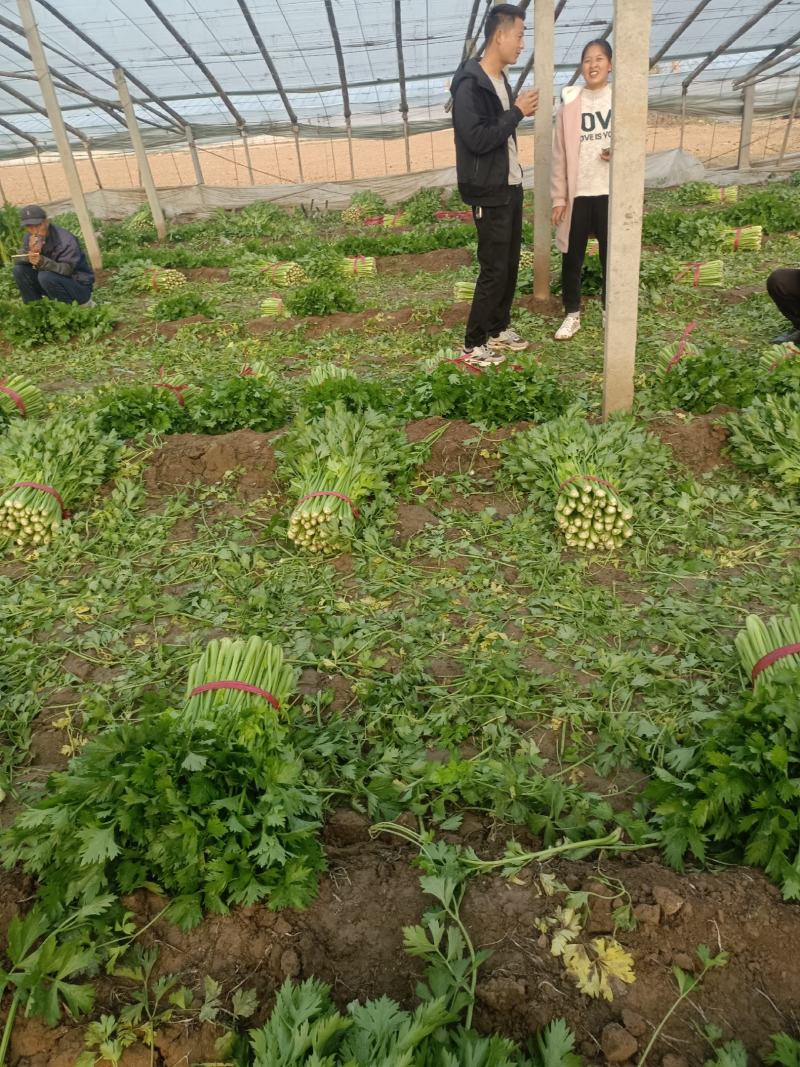河南夏邑县皇妃黄皇后西芹大量上市产地直供价格公道