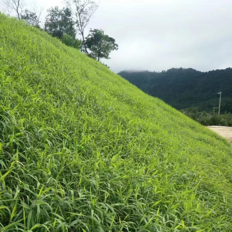 百喜草种子宽叶草种宽叶雀碑草种子耐寒耐高温绿化草种子