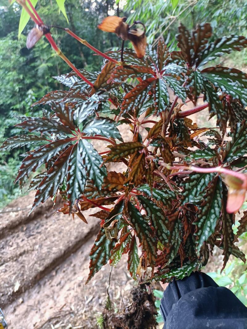 白富美秋海棠，热销活动中