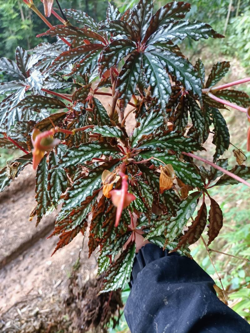 白富美秋海棠，热销活动中