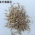 紫羊茅种子工程绿化草坪种子护坡固土草籽庭院矮生高羊茅草种