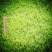 紫羊茅种子工程绿化草坪种子护坡固土草籽庭院矮生高羊茅草种