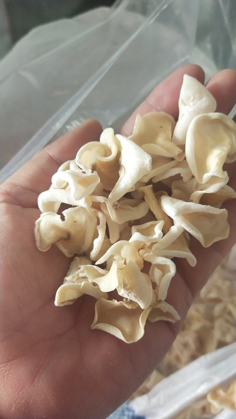 东北白玉木耳，白木耳，玉木耳，各种型号，量大从优