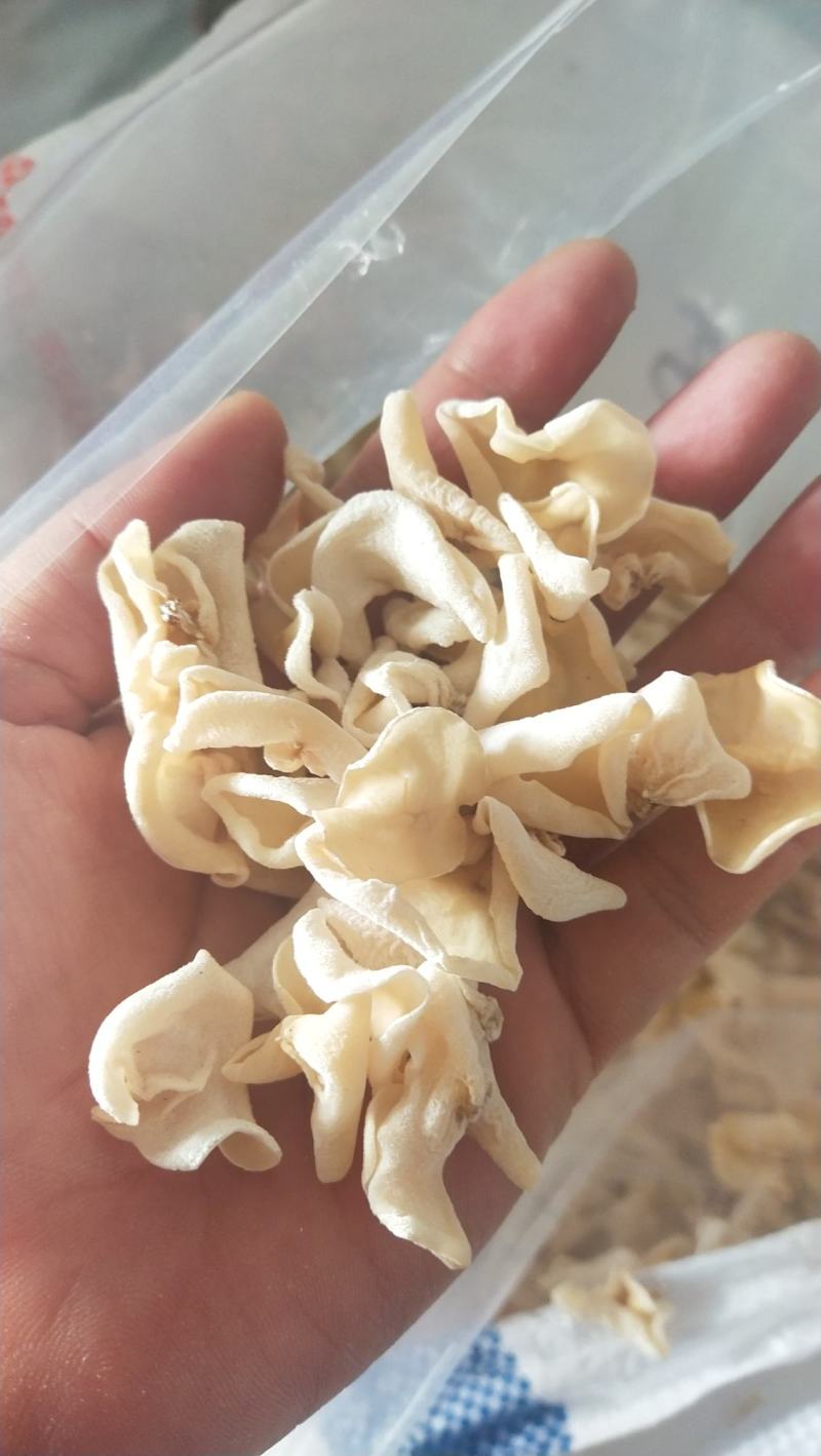 东北白玉木耳，白木耳，玉木耳，各种型号，量大从优