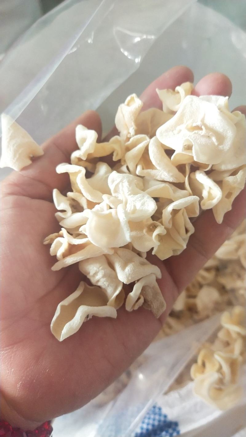 东北白玉木耳，白木耳，玉木耳，各种型号，量大从优