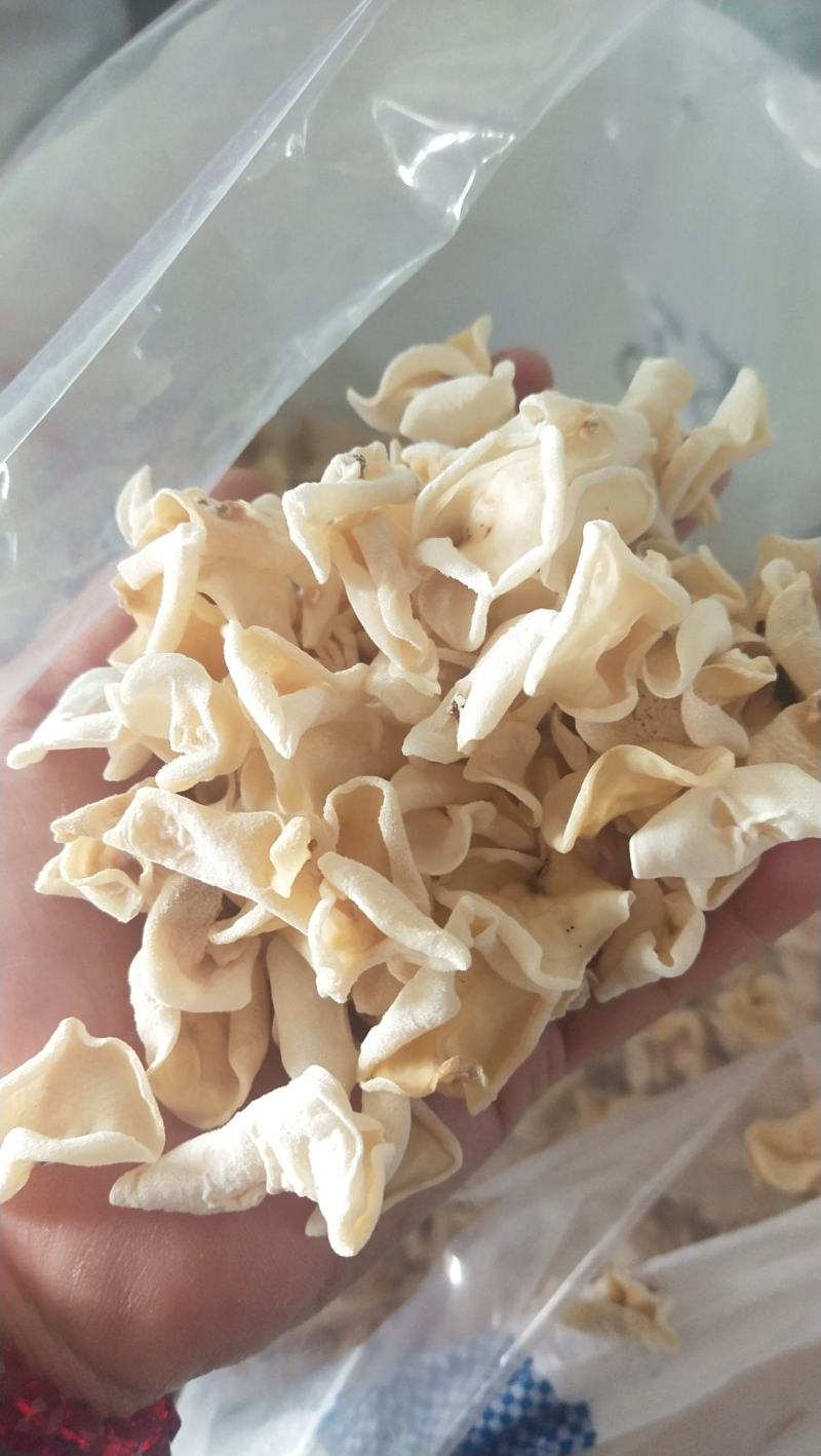 东北白玉木耳，白木耳，玉木耳，各种型号，量大从优