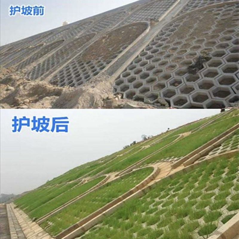 草坪种子弯叶画眉草种子护坡草坪耐瘠耐湿热耐旱河岸护堤草籽