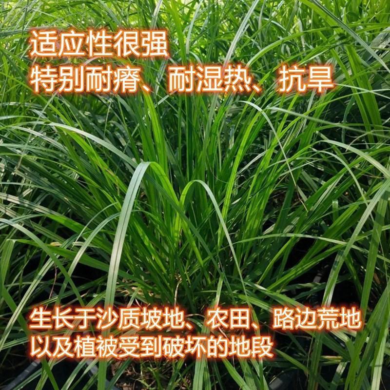 草坪种子弯叶画眉草种子护坡草坪耐瘠耐湿热耐旱河岸护堤草籽