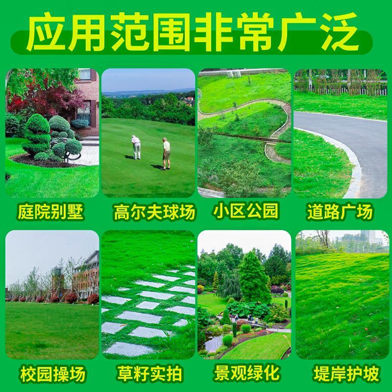 草坪种子弯叶画眉草种子护坡草坪耐瘠耐湿热耐旱河岸护堤草籽