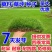 草坪种子弯叶画眉草种子护坡草坪耐瘠耐湿热耐旱河岸护堤草籽