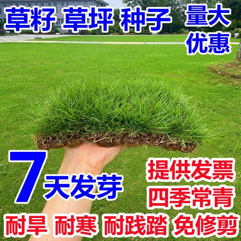 草坪种子弯叶画眉草种子护坡草坪耐瘠耐湿热耐旱河岸护堤草籽
