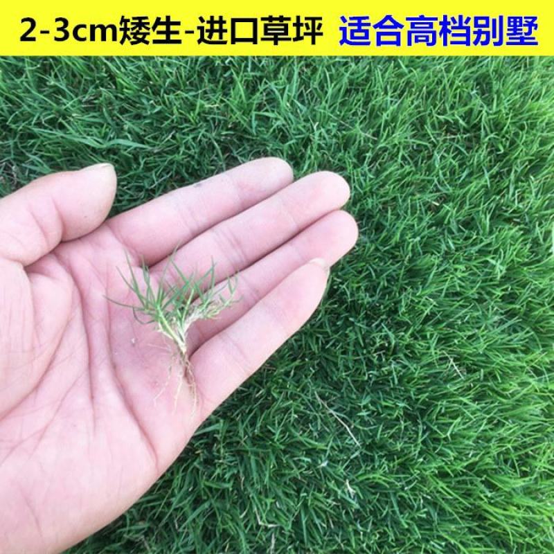 草坪种子弯叶画眉草种子护坡草坪耐瘠耐湿热耐旱河岸护堤草籽