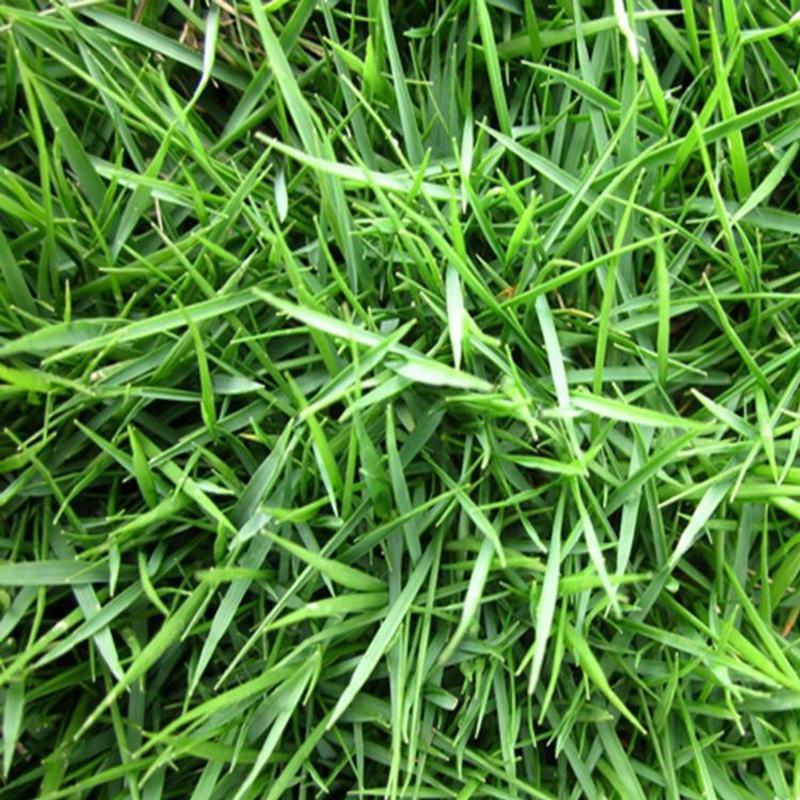 草坪种子弯叶画眉草种子护坡草坪耐瘠耐湿热耐旱河岸护堤草籽