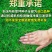 草坪种子弯叶画眉草种子护坡草坪耐瘠耐湿热耐旱河岸护堤草籽