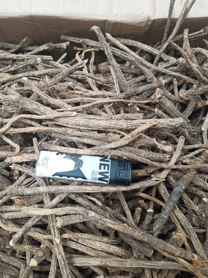 俄罗斯野生防风通货现货20吨